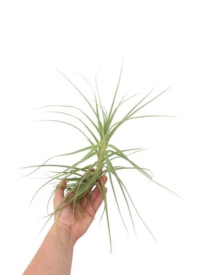 DUŻA! Tillandsia straminea XXXL