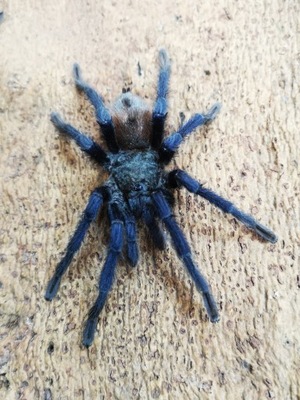 Pterinopelma sazimai L1/2 #SpidersFactory