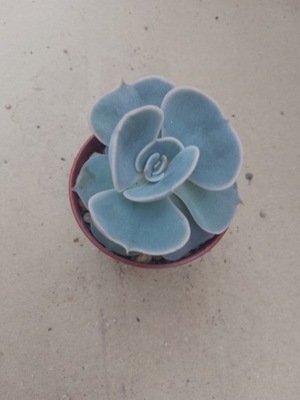 Echeveria liliacina 2212 don 5,5cm PG1019P