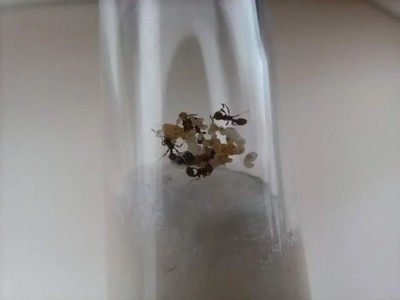 Tetramorium caespitum mrówki kolonia Q+20w FILM!