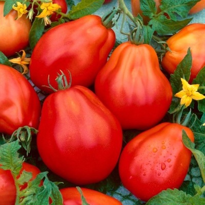 Pomidor Red Pear - WYSOKI, DUŻE I SMACZNE GRUSZKOWATE OWOCE, Nasiona 2024
