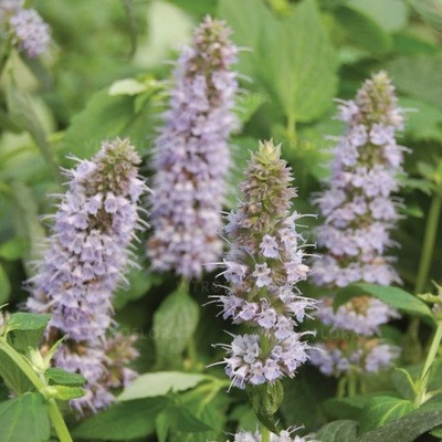 Kłosowiec Agastache Blue Fortune wysoki FolNiebieski kłos