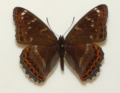Moty Limenitis populi f. tremulae samiec 65mm.