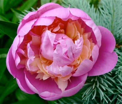 Piwonia 'Raspberry Sorbet' - sadzonka goły korzeń