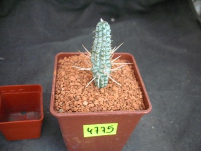 Euphorbia mammillaris 4775 don7x7cm PB1019P