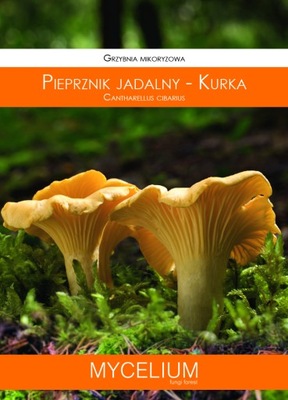 Grzybnia Pieprznik Jadalny KURKA