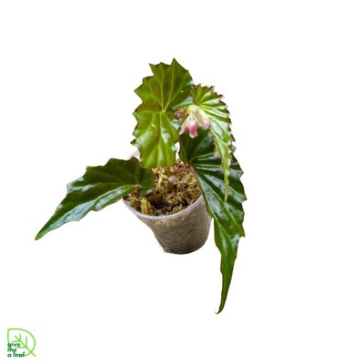 Begonia borneensis (nr 2)