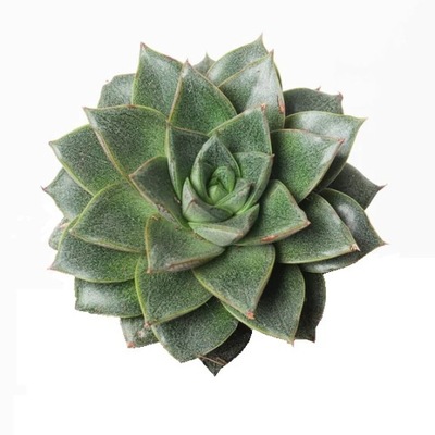 Echeveria purpusorum 'Uranus' dekoracja do formikarium mrówki AntHunter