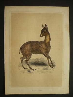 piżmowiec, oryg. 1868