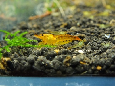 TANGERINE TIGER Krewetki Caridina od Stan Shrimps z podłoza aktywnego