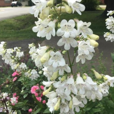 Penstemon naparstnicowy, penstemon digitalis