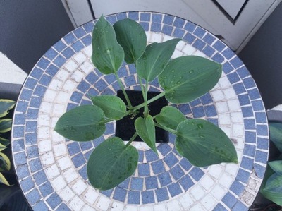 Hosta 'Pacific Blue Edger' - Funkia