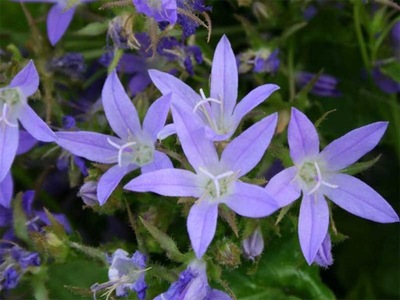 dzwonek Poszarskiego Hirch Blue - campanula