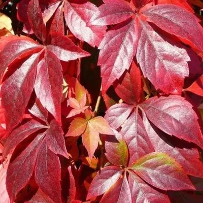 MURORUM ötlevelű borszőlő