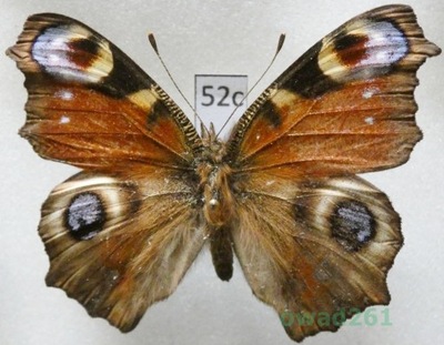 Aglais io (Linnaeus, 1758) Rusałka pawik Czech52c