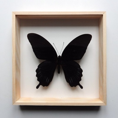 motyl w gablotce 18x18 Papilio deiphobus