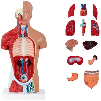 Model Anatomiczny 3D Tułowia Człowieka Anatomia