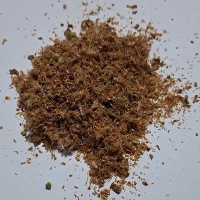 sosna pędy 100 g Rafex