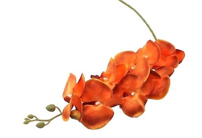PIĘKNY WYSOKI STORCZYK /POMARAŃCZOWA ORCHIDEA