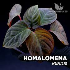 HOMALOMENA HUMILIS - RARYTAS - NOWOŚĆ z Borneo