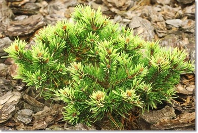 Pinus mugo 'Bimbo' - Rarytas !!!