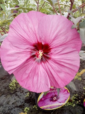 HIBISKUS BYLINOWY RÓŻOWY SADZONKA