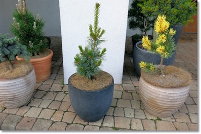 Pinus parviflora 'Schoon's Bonsai' - !!! !!! !!!