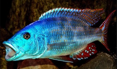 Nimbochromis fuscotaeniatus - PYSZCZAK - wysyłamy