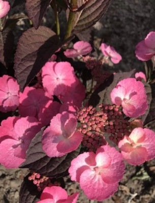 HORTENSJA SERRATA ,DAREDEVIL' JESIENIĄ BORDO LIŚĆ