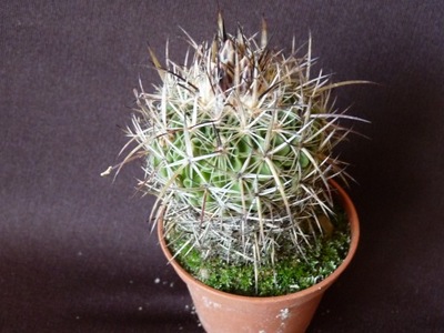 Kaktusy: Echinofossulocactus sp. Las Crucitas