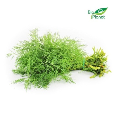 KOPEREK ŚWIEŻY (PĘCZEK) BIO (POLSKA) (około 20 g) ŚWIEŻE