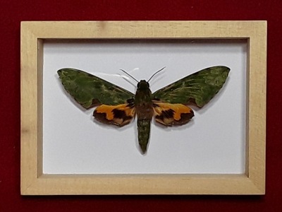 Motyl w ramce , 14 x 10 cm . EUCHLORON MEGEARA 100 mm . Kamerun . Żadkość