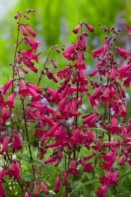 Penstemon "Andenken an Frederik Hahn"