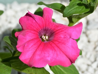 Petunia Surfinia Conchita Grande Pink P9 różowa