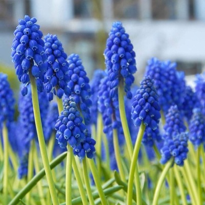 Muscari Szafirek Niebieski Armeniacum 5 szt.