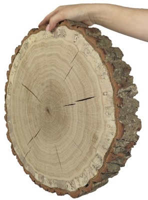 Plaster drewna Dębu 35-40 cm gr. 6 cm Szlif Kora