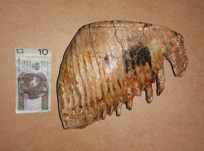 ząb mamuta z Doggerlandu, plejstocen