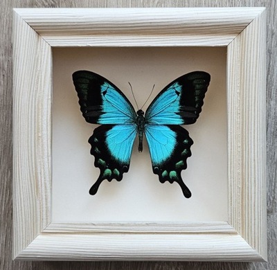 Motyl Papilio lorqunianus w gablotce .