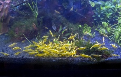 Żółte krewetki akwariowe dla poczatkujących Neocaridina Yellow 10 szt.