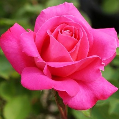 Róża wielkokwiatowa - Różowa