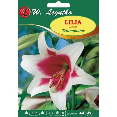 Lilia L.O. Triumphator bialoczerwony 1 szt. - C...