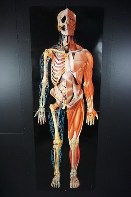 Model anatomiczny ludzkiego szkieletu szkielet rozkładany David Pelham 1989