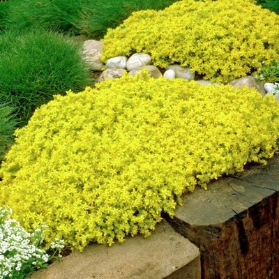 Rozchodnik ostry YELLOW QUEEN Sedum Żółty dywan P9