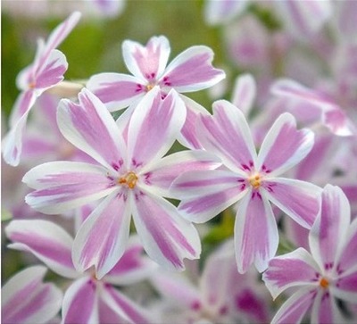 WIELOLETNIA Floks Phlox subulata CANDY STRIPES