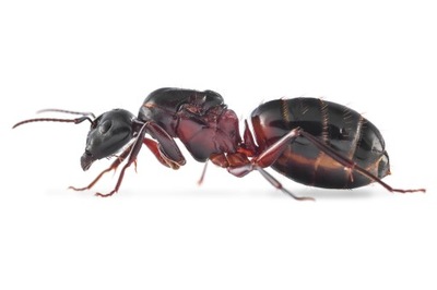 Mrówki - Camponotus ligniperda Rójkowe Królowe