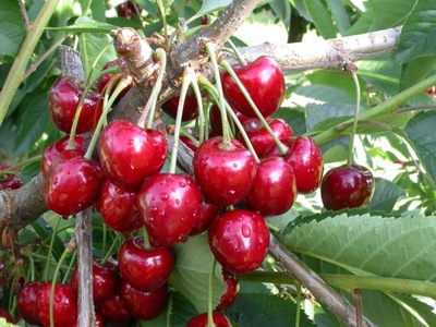 Wiśnia karłowa Prunus fruticosa 'Debreceni'