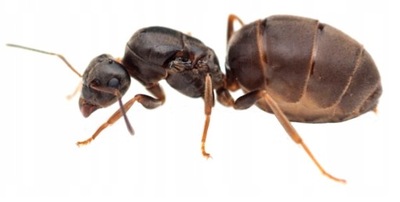 Mrówki Lasius niger 30-40 robotnic AntHunter