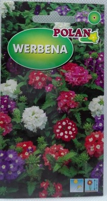 Nasiona WERBENA