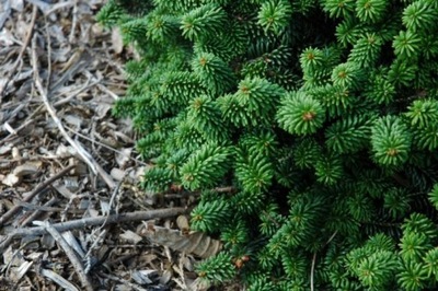 Jodła "abies" Balsamiczna PICCOLO