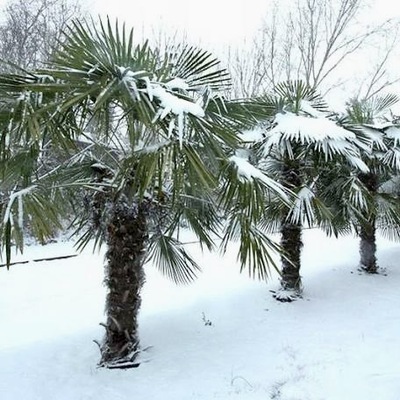 Mrozoodporny Trachycarpus Fortunei Polska 100 szt